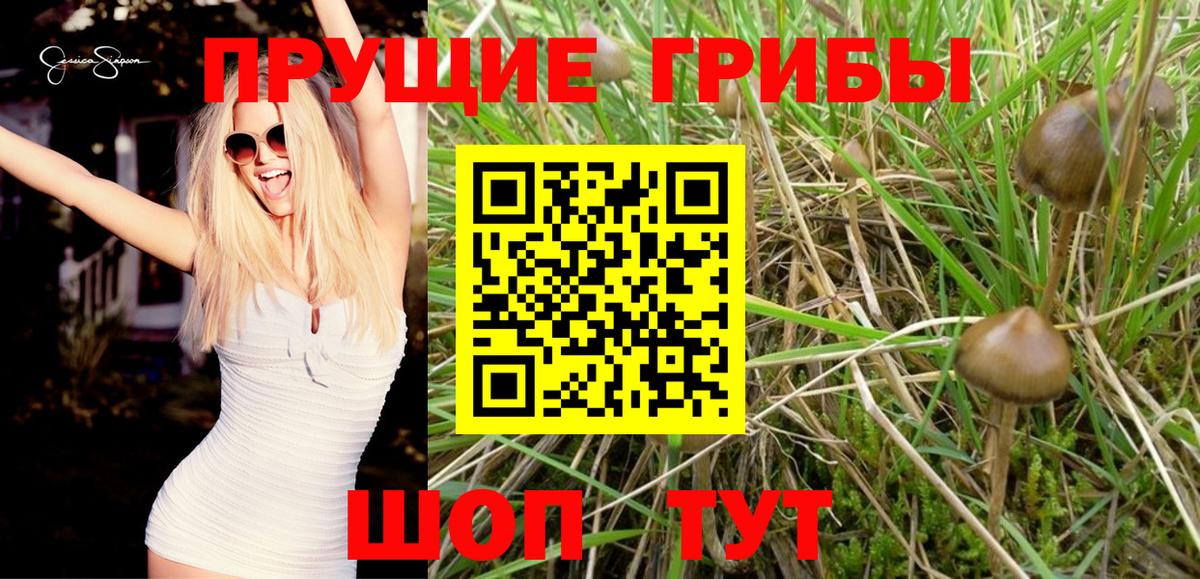 Псилоцибиновые грибы GOLDEN TEACHER  Вход с VPN  Галлюциногенные грибы Psilocybe  Губкин 